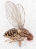 Drosophila busckii